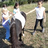 514 Pferde kennenlernen Aug-03 (4)