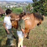 514 Pferde kennenlernen Aug-07 (4)