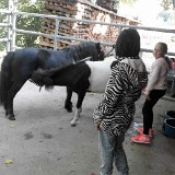 514 Pferde kennenlernen Aug-10 (2)