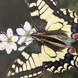 516 Von der Raupe zum Schmetterling (16)