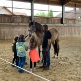 601 Wie lernt ein Pferd uns zu verstehen (11)