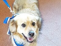 314 Hunde verstehen lernen