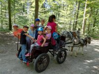 507 Eseltour im Wald