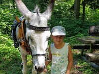 507 Eseltour im Wald (4)