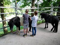 514 Pferde kennenlernen (03)