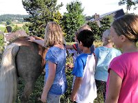 514 Pferde kennenlernen (04)