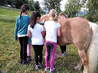 514 Pferde kennenlernen (07)