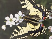 516 Von der Raupe zum Schmetterling