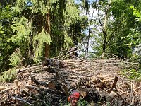 505 Mit dem Förster Pflanzen und Tiere erleben (4)