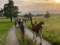 512 Lama-Trekking mit braeteln am Lagerfeuer