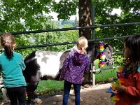 514 Pferde kennenlernen (9)