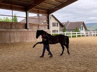 601 Wie lernt ein Pferd uns zu verstehen (15)