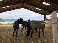 601 Wie lernt ein Pferd uns zu verstehen (17)