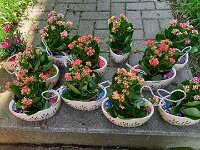 269 Flower-Power-Töpfli