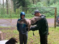 522 Von Falken und anderen Greifvögeln
