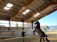 601 Wie lernt ein Pferd uns zu verstehen (11)