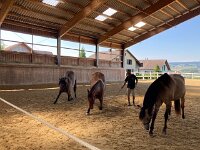 601 Wie lernt ein Pferd uns zu verstehen