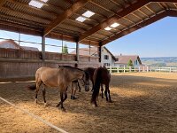 601 Wie lernt ein Pferd uns zu verstehen (16)
