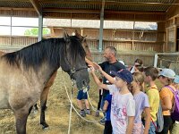 601 Wie lernt ein Pferd uns zu verstehen (19)