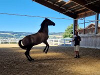 601 Wie lernt ein Pferd uns zu verstehen (26)