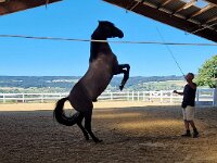 601 Wie lernt ein Pferd uns zu verstehen (27)