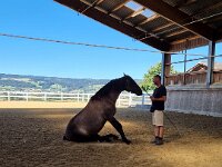 601 Wie lernt ein Pferd uns zu verstehen (28)