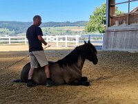 601 Wie lernt ein Pferd uns zu verstehen (30)