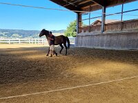 601 Wie lernt ein Pferd uns zu verstehen (31)