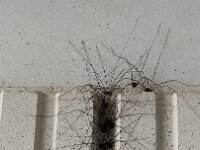 Jubiläumsfest (122)