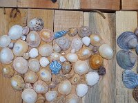 228 Bild aus Strandschätzen (3)