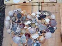 228 Bild aus Strandschätzen (4)