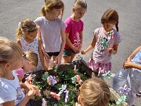 246 Bunte Blumenstecker (1)