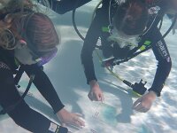 420 Schnuppertauchen (13)