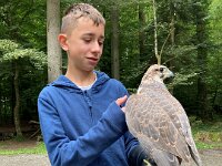 522 Von Falken und anderen Greifvögeln (13)