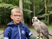 522 Von Falken und anderen Greifvögeln (16)