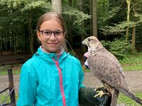 522 Von Falken und anderen Greifvögeln (20)