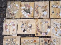 228 Bild aus Strandschätzen (3)