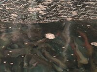 345 Freiämter Lachs - Flammlachs kochen 2