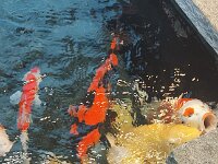 345 Freiämter Lachs - Flammlachs kochen 6