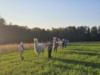 512 Lama-Trekking mit bräteln am Lagerfeuer 31