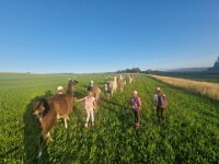 512 Lama-Trekking mit bräteln am Lagerfeuer 5