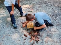 516 Von der Raupe zum Schmetterling