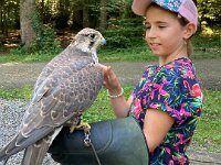 522 Von Falken und anderen Greifvögeln