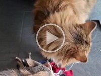 272 Schnüffelball für Hunde oder Katzen (14)