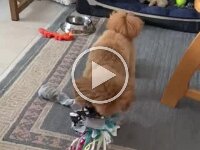 272 Schnüffelball für Hunde oder Katzen (32)