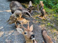 503 Reh, Fuchs, Dachs und viel Spannung