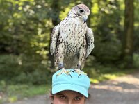 522 Von Falken und anderen Greifvögeln  (10)