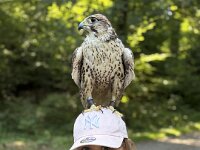 522 Von Falken und anderen Greifvögeln  (12)