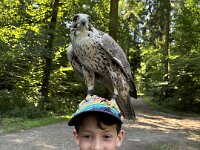 522 Von Falken und anderen Greifvögeln  (16)