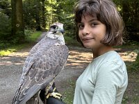 522 Von Falken und anderen Greifvögeln  (17)